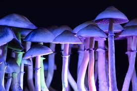 What Are Hallucinogens?